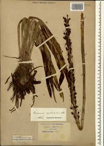 Eremurus spectabilis M.Bieb., nom. cons., Caucasus, Krasnodar Krai & Adygea (K1a) (Russia)