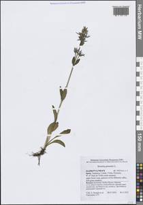 Swertia perennis L., Western Europe (EUR) (Spain)