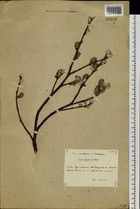 Salix krylovii E. L. Wolf, Siberia, Baikal & Transbaikal region (S4) (Russia)