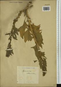 Spinacia oleracea L., Western Europe (EUR) (Not classified)
