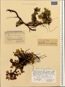 Sibbaldia parviflora Willd., Caucasus, North Ossetia, Ingushetia & Chechnya (K1c) (Russia)