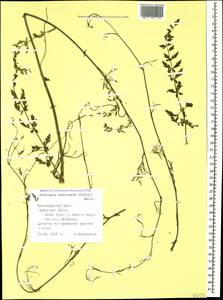 Froriepia subpinnata (Ledeb.) Baill., Caucasus, Black Sea Shore (from Novorossiysk to Adler) (K3) (Russia)