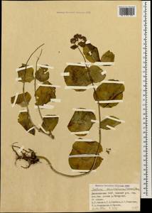 Hylotelephium maximum subsp. ruprechtii (Jalas) Dostál, Caucasus, Dagestan (K2) (Russia)