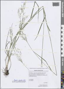 Agrostis clavata Trin., Eastern Europe, Eastern region (E10) (Russia)