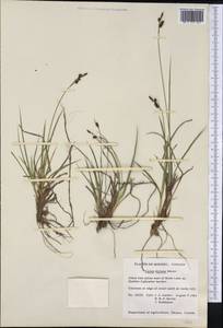 Carex stylosa C.A.Mey., America (AMER) (Canada)