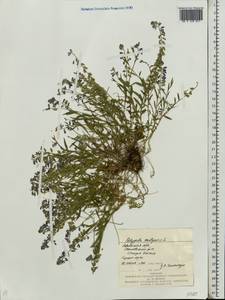 Polygala vulgaris L., Eastern Europe, West Ukrainian region (E13) (Ukraine)