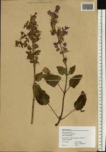 Salvia sclarea L., Eastern Europe, Moscow region (E4a) (Russia)