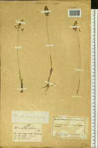 Anthoxanthum nitens (Weber) Y.Schouten & Veldkamp, Siberia, Altai & Sayany Mountains (S2) (Russia)