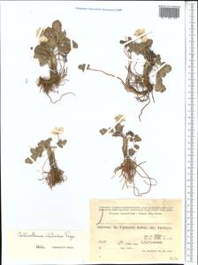 Callianthemum alatavicum Freyn, Middle Asia, Western Tian Shan & Karatau (M3) (Kyrgyzstan)