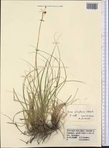 Carex atrofusca Schkuhr, Middle Asia, Northern & Central Tian Shan (M4) (Kyrgyzstan)