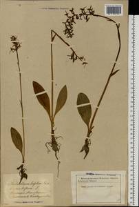 Platanthera bifolia (L.) Rich., Eastern Europe, Latvia (E2b) (Latvia)