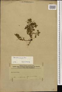 Scleranthus uncinatus Schur, Caucasus, Azerbaijan (K6) (Azerbaijan)