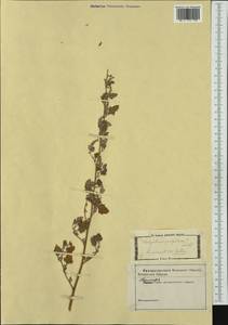 Chenopodium opulifolium Schrad., Western Europe (EUR) (Italy)