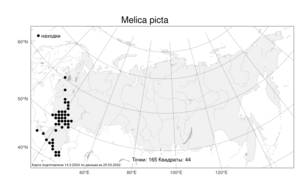 Melica picta K.Koch, Atlas of the Russian Flora (FLORUS) (Russia)