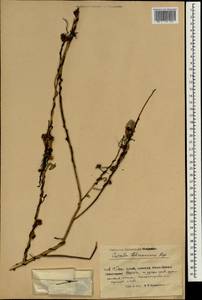 Cuscuta lehmanniana Bunge, South Asia, South Asia (Asia outside ex-Soviet states and Mongolia) (ASIA) (China)