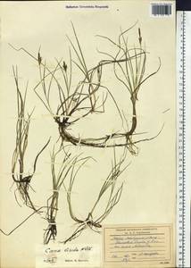 Carex livida (Wahlenb.) Willd., Siberia, Yakutia (S5) (Russia)
