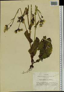 Crepis lyrata (L.) Froel., Siberia, Altai & Sayany Mountains (S2) (Russia)