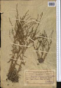 Lappula subcaespitosa Popov ex Golosk., Middle Asia, Western Tian Shan & Karatau (M3) (Uzbekistan)