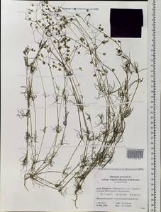 Spergula arvensis, Siberia, Baikal & Transbaikal region (S4) (Russia)