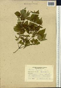 Lonicera chrysantha Turcz., Siberia, Russian Far East (S6) (Russia)