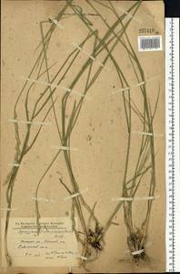 Thinopyrum intermedium subsp. intermedium, Eastern Europe, North Ukrainian region (E11) (Ukraine)