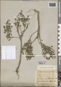 Thlaspi arvense L., Caucasus, Georgia (K4) (Georgia)