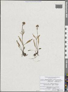 Valeriana tuberosa L., Eastern Europe, Central forest-and-steppe region (E6) (Russia)