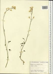 Cardamine pratensis subsp. dentata (Schult.) Celak., Eastern Europe, Belarus (E3a) (Belarus)