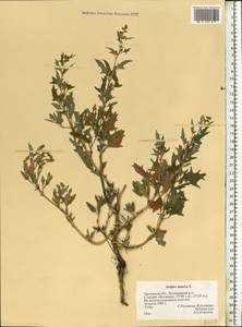 Atriplex tatarica L., Eastern Europe, Central forest-and-steppe region (E6) (Russia)