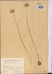 Allium filidens Regel, Middle Asia, Syr-Darian deserts & Kyzylkum (M7) (Kazakhstan)