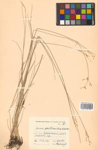 Juncus gracillimus (Buchenau) V. I. Krecz. & Gontsch., Siberia, Russian Far East (S6) (Russia)