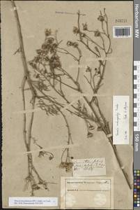 Jacobaea borysthenica (DC.) B.Nord., Eastern Europe, South Ukrainian region (E12) (Ukraine)