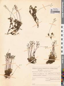 Draba magadanensis Berkut. & A.P. Khokhr., Siberia, Chukotka & Kamchatka (S7) (Russia)
