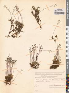 Draba magadanensis Berkut. & A. P. Khokhr., Siberia, Chukotka & Kamchatka (S7) (Russia)