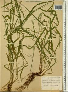 Bromus pectinatus Thunb., Africa (AFR) (Ethiopia)