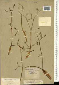 Chaerophyllum nodosum (L.) Crantz, Caucasus, Krasnodar Krai & Adygea (K1a) (Russia)