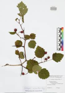 Crataegus submollis Sarg., Eastern Europe, Central region (E4) (Russia)