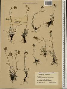 Omalotheca supina (L.) DC., Caucasus, North Ossetia, Ingushetia & Chechnya (K1c) (Russia)