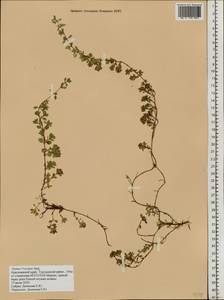 Thymus proximus Serg., Siberia, Central Siberia (S3) (Russia)