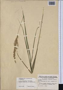 Calamagrostis acutiflora (Schrad.) DC., Western Europe (EUR) (Finland)