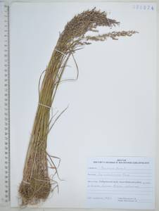 Poa versicolor Besser, Siberia, Russian Far East (S6) (Russia)