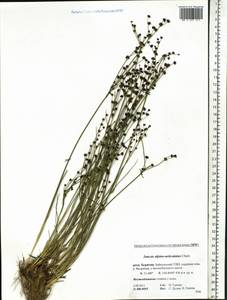 Juncus alpinoarticulatus Chaix, Siberia, Baikal & Transbaikal region (S4) (Russia)