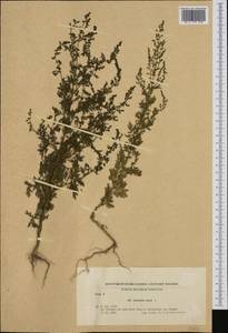 Artemisia annua L., Western Europe (EUR) (Bulgaria)