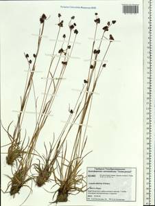 Luzula multiflora subsp. sibirica V. I. Krecz., Siberia, Central Siberia (S3) (Russia)