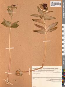 Fritillaria camschatcensis (L.) Ker Gawl., Siberia, Chukotka & Kamchatka (S7) (Russia)