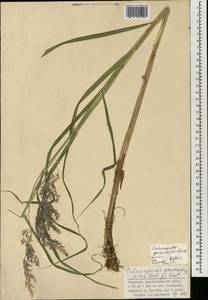 Calamagrostis purpurea (Trin.) Trin., Mongolia (MONG) (Mongolia)