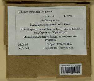 Calliergon richardsonii (Mitt.) Kindb. ex G. Roth, Bryophytes, Bryophytes - Krasnoyarsk Krai, Tyva & Khakassia (B17) (Russia)