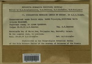 Cynodontium tenellum (Schimp.) Limpr., Bryophytes, Bryophytes - Karelia, Leningrad & Murmansk Oblasts (B4) (Russia)