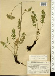 Seseli condensatum (L.) Rchb. fil., Mongolia (MONG) (Mongolia)