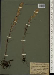 Omalotheca sylvatica (L.) Sch. Bip. & F. W. Schultz, Caucasus, North Ossetia, Ingushetia & Chechnya (K1c) (Russia)